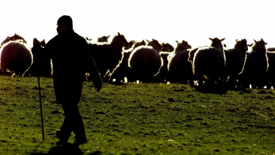 Cerca de 100 ovelhas morrem atropeladas por comboio em Montemor-o