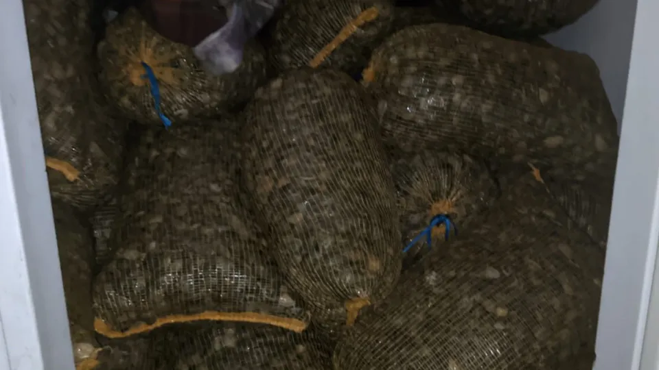 GNR apreende 2,3 toneladas de amêijoa