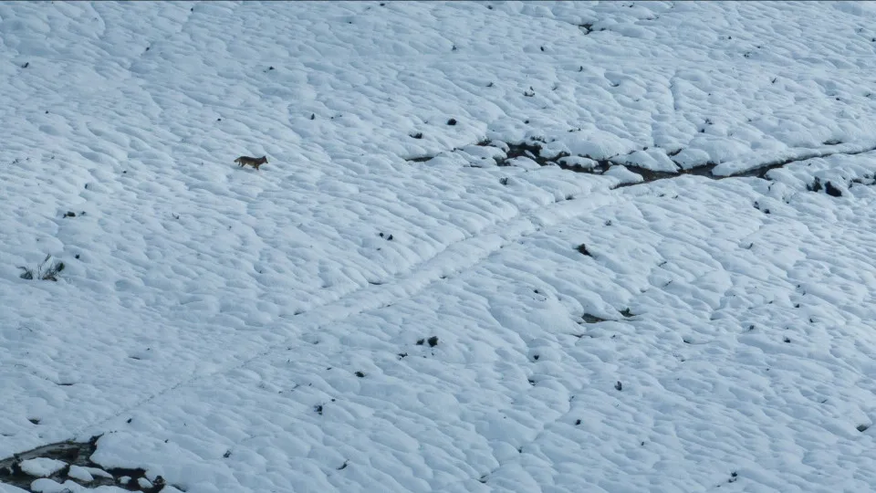 Lobo Ibérico a "Desfilar" sobre Manto Branco no Gerês
