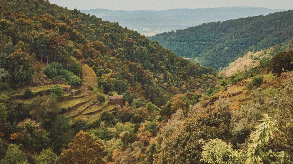 Idoso Desaparecido na Lousã há 3 Dias: Conhece a Serra, mas "Pode ter Caído"