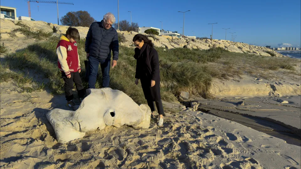 Osso de baleia milenar transportado para museu da Figueira da Foz