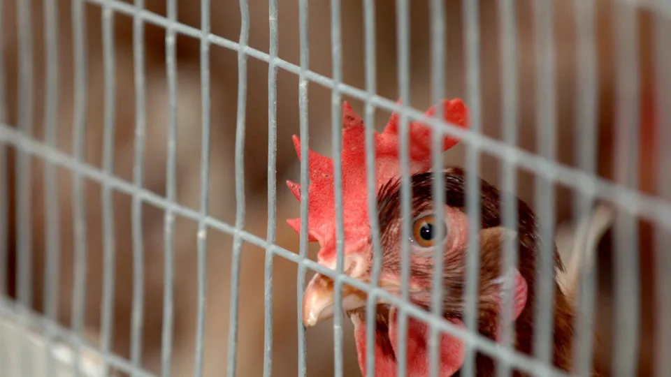 Portugal regista 52 focos de gripe das aves após nova confirmação em Aveiro