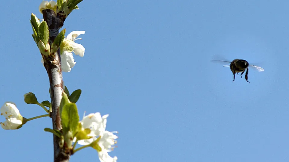 Oliveira do Hospital distribui cinco toneladas de alimentos para abelhas