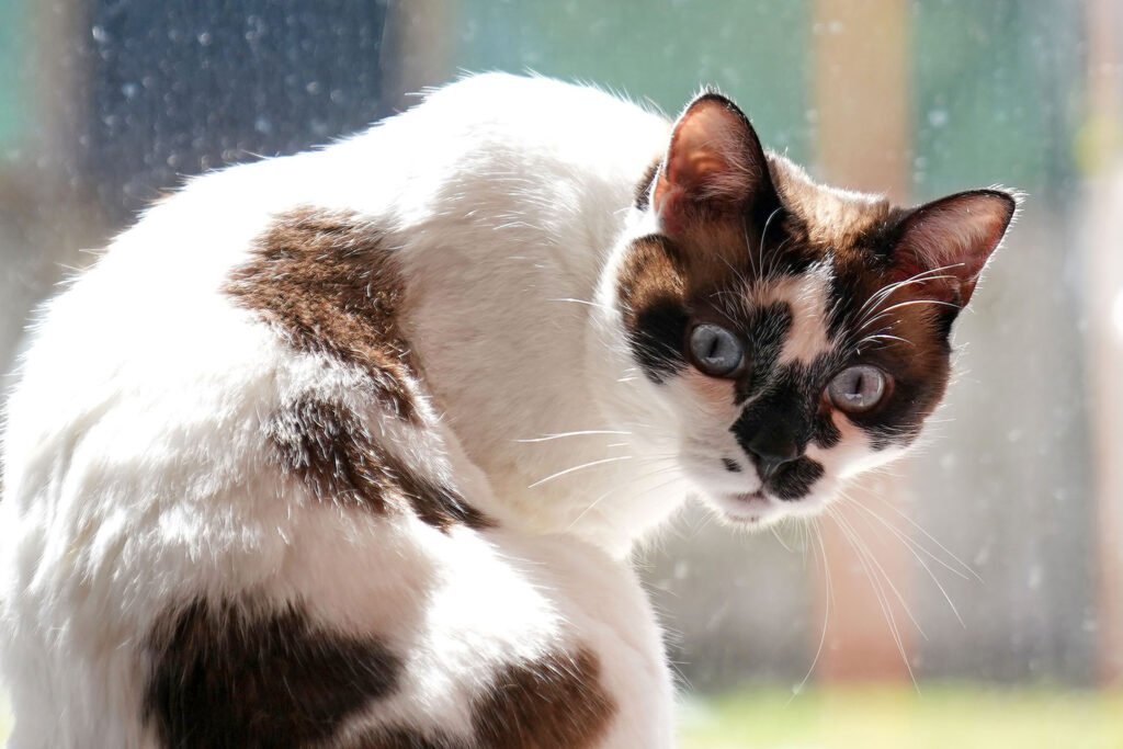 Braga supera 2500 esterilizações e aumenta investimento na proteção animal