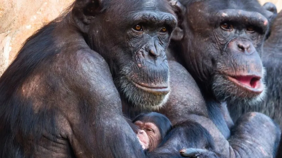 Jardim Zoológico celebra Natal com o nascimento de uma cria de chimpanzé