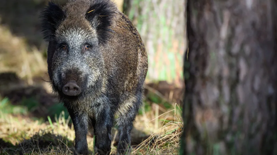 Javalis na Europa: Quase 20 Milhões, Portugal com Cerca de 400 Mil