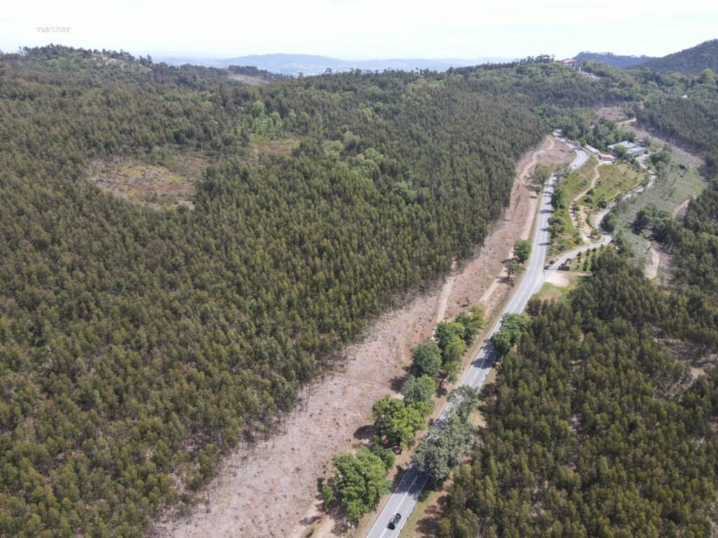 Proteção Civil de Braga planta 1885 árvores para fortalecer a floresta e prevenir incêndios
